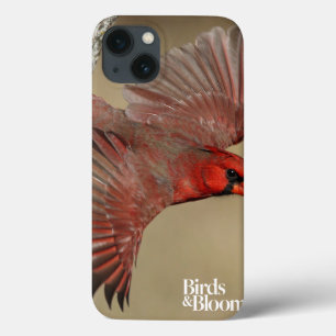 Northern Cardinal In Flight iPhone 13 Case