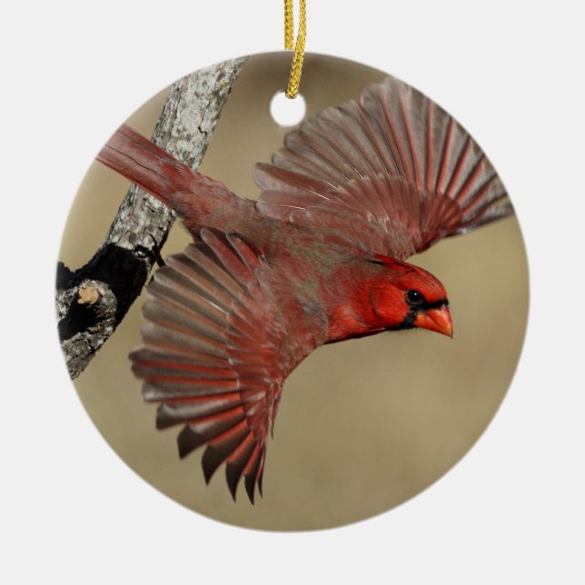 Northern Cardinal In Flight Ceramic Ornament (Front)