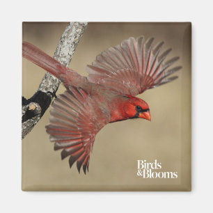 Northern Cardinal In Flight Magnet