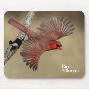 Northern Cardinal In Flight Mouse Pad