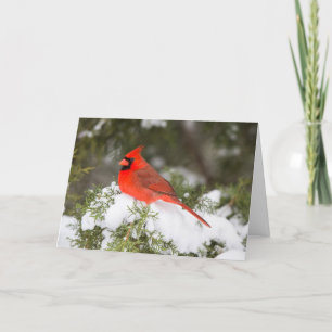 Northern Cardinal in Juniper Tree at Wintertime Holiday Card