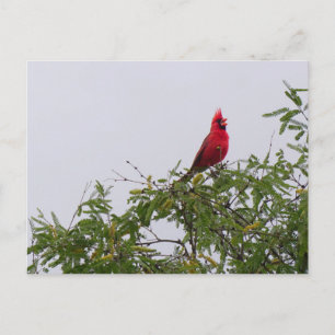 Northern Cardinal in Mesquite Tree, Tucson Postcard