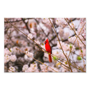 Northern Cardinal in Pink Photo Print