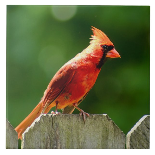 Northern Cardinal in Summer Nature Photography Tile (Front)