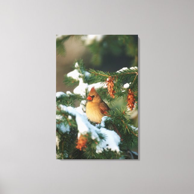 Northern Cardinal in tree, Illinois Canvas Print (Front)