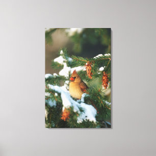 Northern Cardinal in tree, Illinois Canvas Print