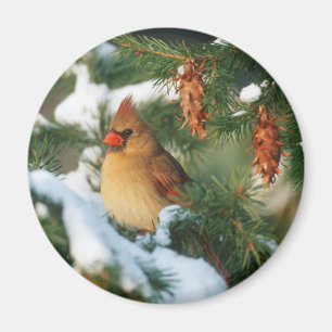 Northern Cardinal in tree, Illinois Magnet