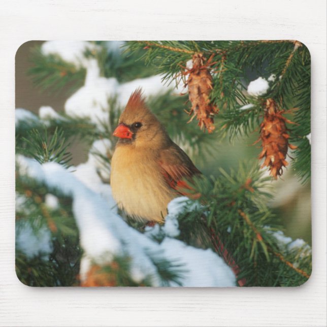 Northern Cardinal in tree, Illinois Mouse Pad (Front)