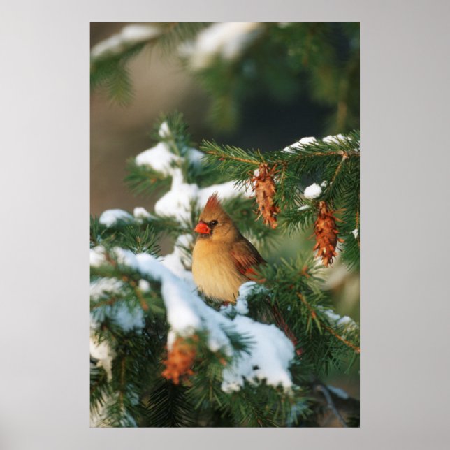 Northern Cardinal in tree, Illinois Poster (Front)