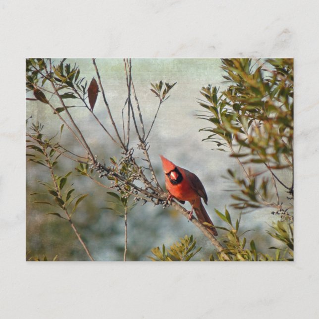 Northern Cardinal in Wax Myrtle Postcard (Front)