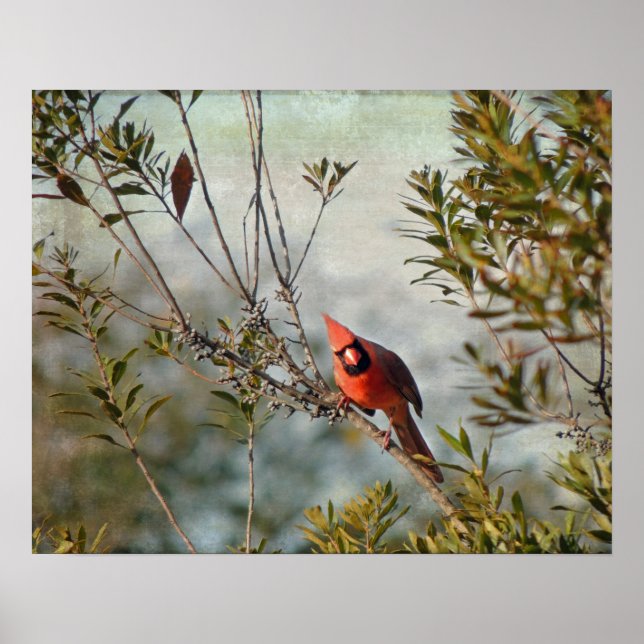 Northern Cardinal in Wax Myrtle Poster (Front)
