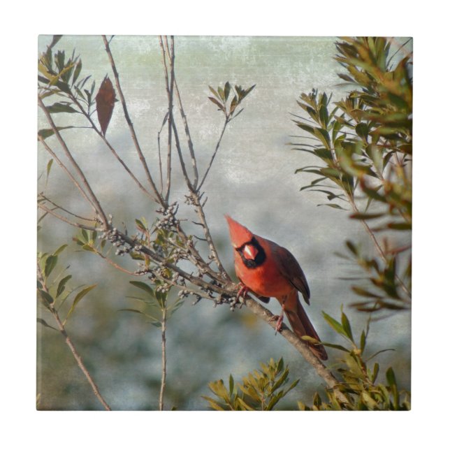 Northern Cardinal in Wax Myrtle Tile (Front)