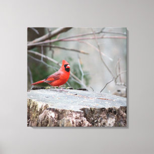 Northern Cardinal in Woods Canvas Print