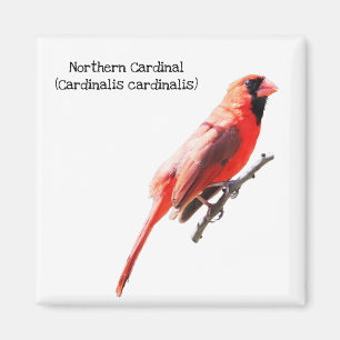 Northern Cardinal Magnet