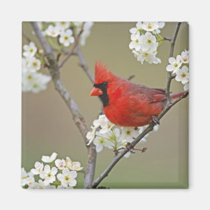 Northern Cardinal Magnet
