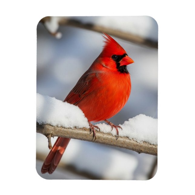 Northern Cardinal Magnet (Vertical)