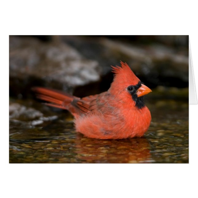 Northern Cardinal male bathing (Front Horizontal)