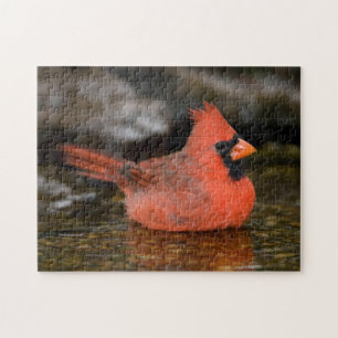 Northern Cardinal male bathing Jigsaw Puzzle