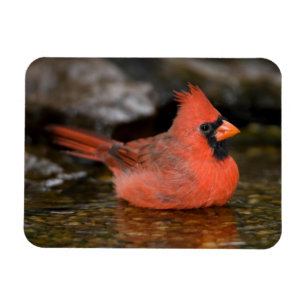 Northern Cardinal male bathing Magnet
