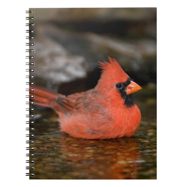 Northern Cardinal male bathing Notebook (Front)