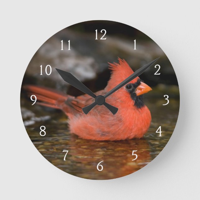 Northern Cardinal male bathing Round Clock (Front)