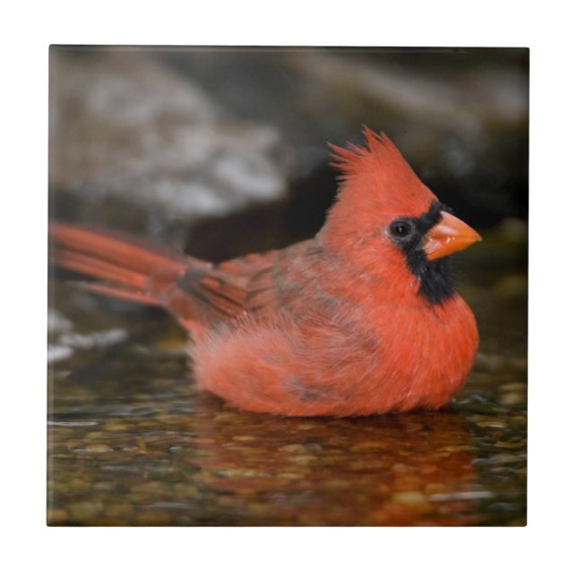Northern Cardinal male bathing Tile (Front)
