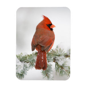 Northern Cardinal male on Blue Atlas Cedar Magnet