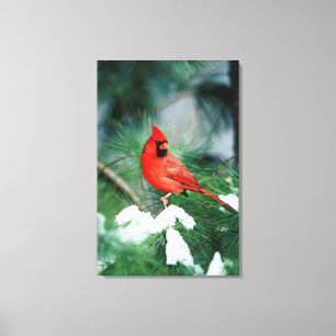 Northern Cardinal male on tree, IL Canvas Print