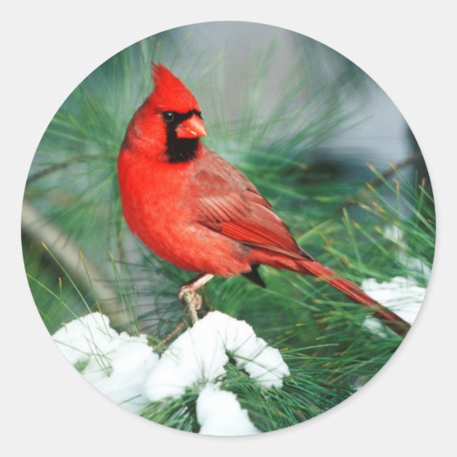 Northern Cardinal male on tree, IL Classic Round Sticker (Front)