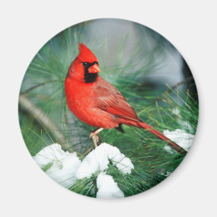 Northern Cardinal male on tree, IL Magnet