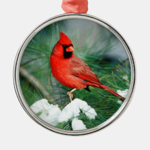 Northern Cardinal male on tree, IL Metal Ornament
