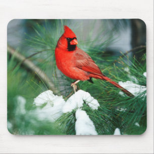 Northern Cardinal male on tree, IL Mouse Pad
