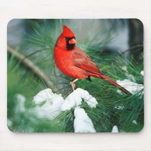 Northern Cardinal male on tree, IL Mouse Pad (Front)