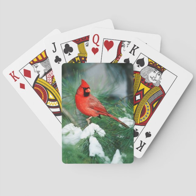 Northern Cardinal male on tree, IL Playing Cards (Back)