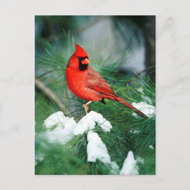 Northern Cardinal male on tree, IL Postcard (Front)