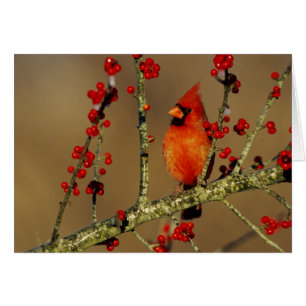 Northern Cardinal male perched, IL