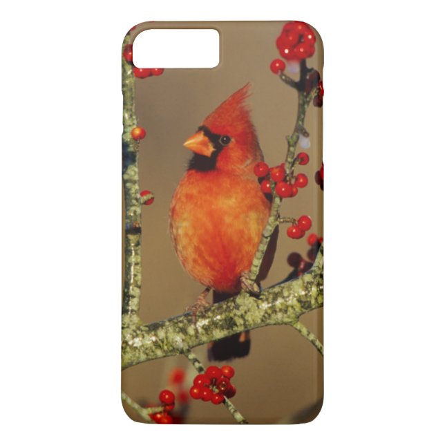 Northern Cardinal male perched, IL Case-Mate iPhone Case (Back)