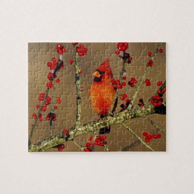 Northern Cardinal male perched, IL Jigsaw Puzzle (Horizontal)