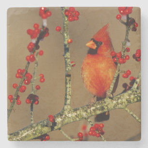 Northern Cardinal male perched, IL Stone Coaster