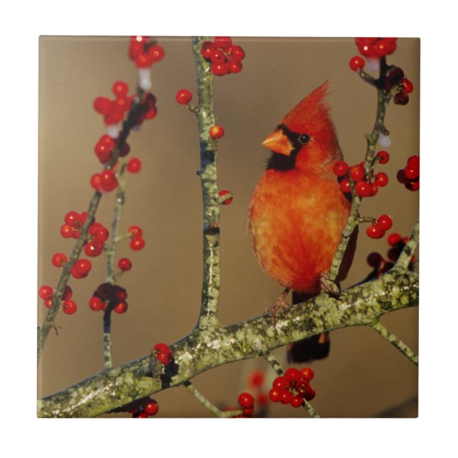 Northern Cardinal male perched, IL Tile (Front)