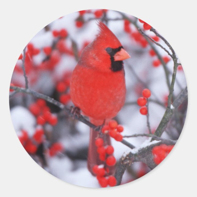 Northern Cardinal male, Winter, IL Classic Round Sticker (Front)