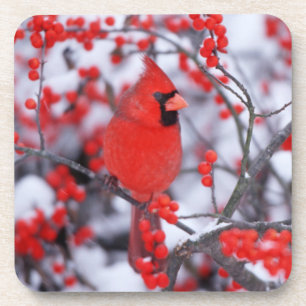 Northern Cardinal male, Winter, IL Coaster