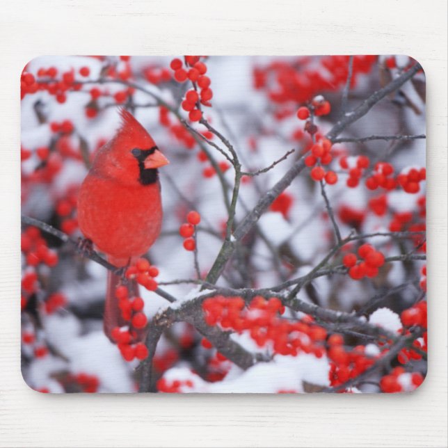 Northern Cardinal male, Winter, IL Mouse Pad (Front)