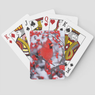 Northern Cardinal male, Winter, IL Playing Cards