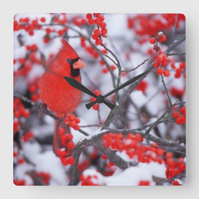 Northern Cardinal male, Winter, IL Square Wall Clock (Front)