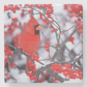 Northern Cardinal male, Winter, IL Stone Coaster