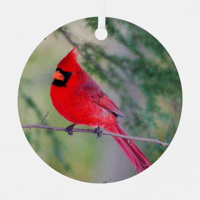 Northern Cardinal Metal Ornament (Front)