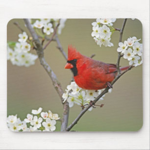 Northern Cardinal Mouse Pad