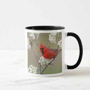 Northern Cardinal Mug