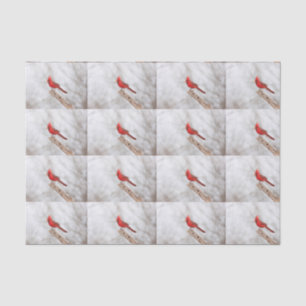 Northern Cardinal on a branch Tissue Paper